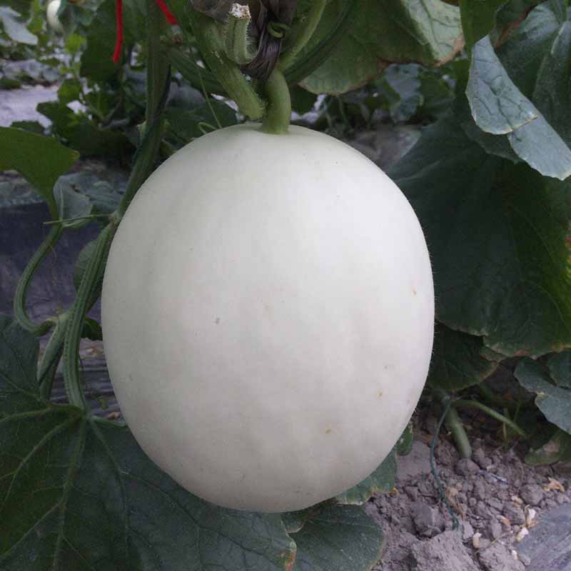 qyѻ׸